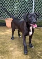 A young medium-sized male Labrador Retriever dog named Bingo for adoption in Madison, NJ