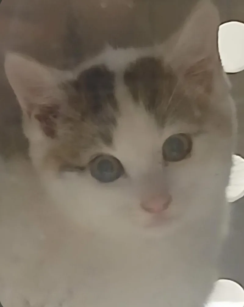 A baby small-sized male American Shorthair cat named Pepper for adoption in Greenfield, IN
