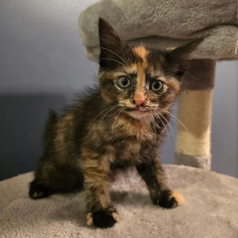 A baby medium-sized female Tortoiseshell cat named Cranberry for adoption in Moriches, NY