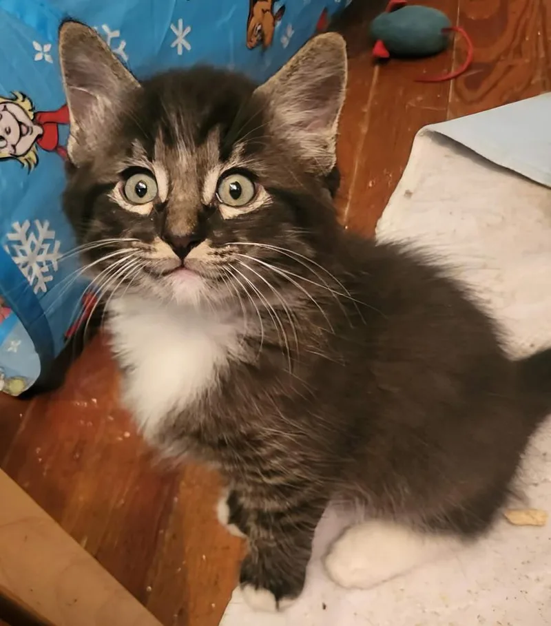 A baby medium-sized male Domestic Short Hair cat named Wing for adoption in Florence, SC