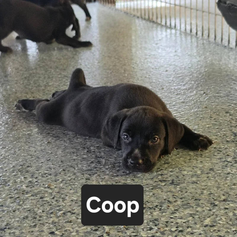 A baby small-sized male Bluetick Coonhound dog named Coop for adoption in Chesapeake, VA