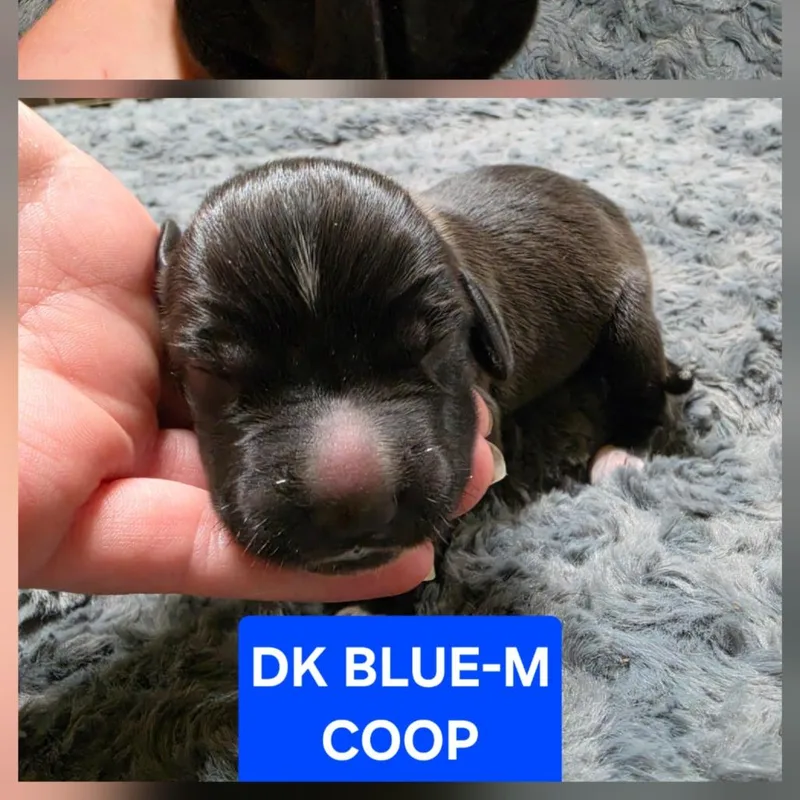 Coop thumbnail 2