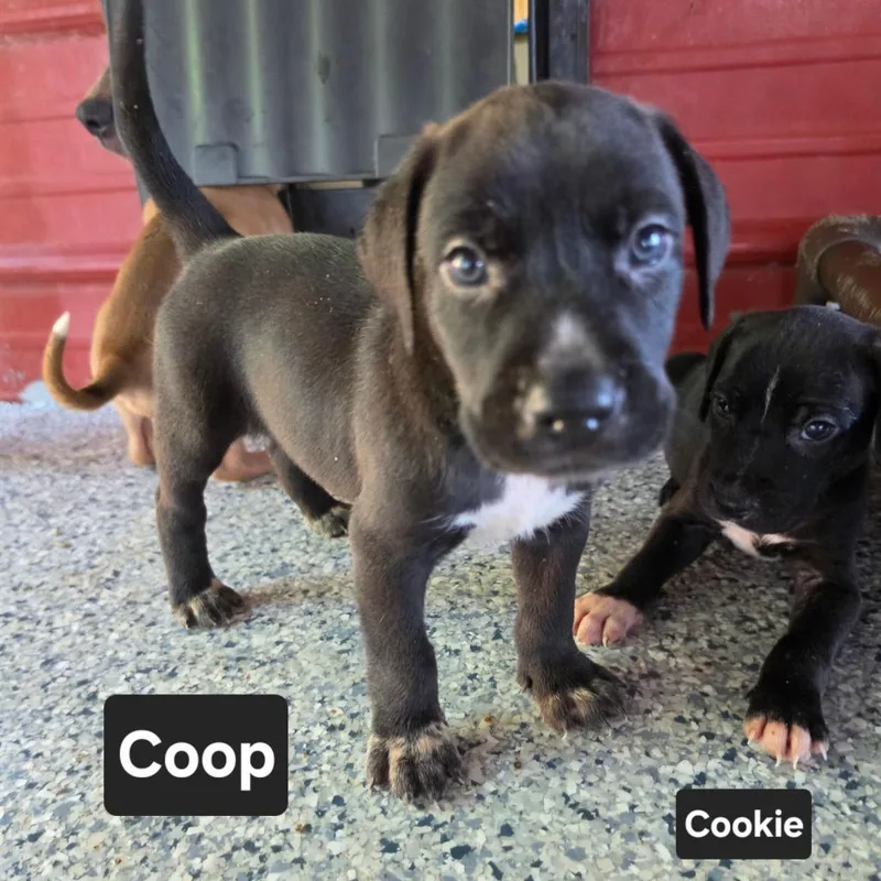 Coop thumbnail 5