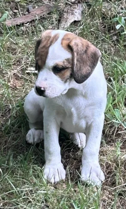 A baby small-sized female Mixed Breed dog named Lydia for adoption in Cumming, GA