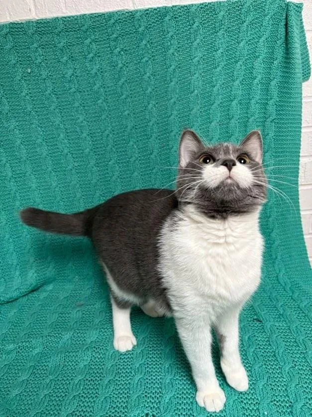 A young medium-sized male Gray / Blue / Silver Domestic Short Hair cat named Vlad for adoption in Waterloo, IA