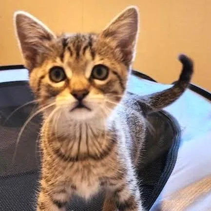 A baby small-sized female Brown / Chocolate Domestic Short Hair cat named Twizzler for adoption in South Elgin, IL