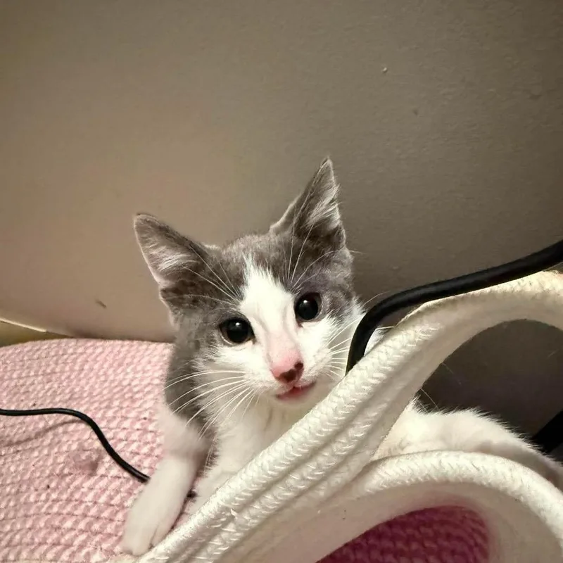 A baby small-sized male Gray / Blue / Silver Domestic Short Hair cat named Glitch for adoption in Inwood, WV
