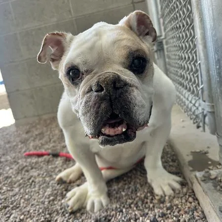 Dozer