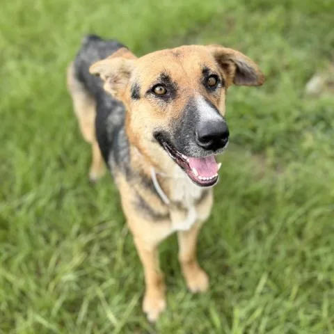 A young large-sized female German Shepherd Dog dog named Camilla for adoption in Conroe, TX