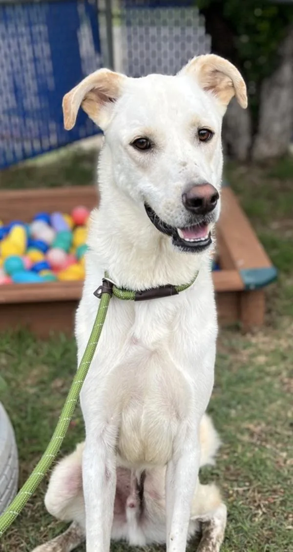 An adult large-sized male Labrador Retriever dog named Tarzan for adoption in Stratham, NH