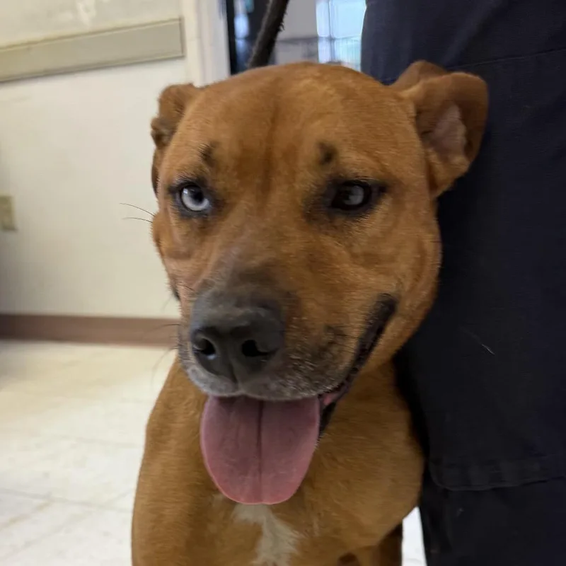 An adult medium-sized female Red / Chestnut / Orange Mixed Breed dog named Cristina for adoption in Bentonville, AR