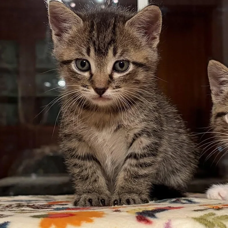 A baby medium-sized male Tabby cat named Bert for adoption in Decorah, IA