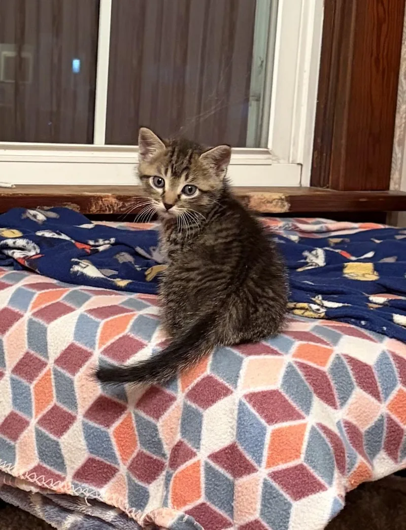 Bert thumbnail 2