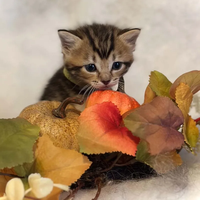 A baby small-sized female Brown / Chocolate Domestic Short Hair cat named Whimsy for adoption in Newcastle, OK