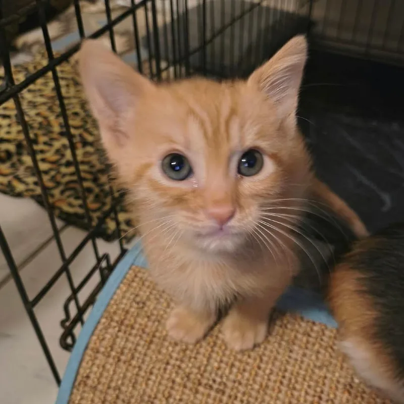 A baby small-sized male Orange / Red Domestic Short Hair cat named Seagrams for adoption in Leander, TX