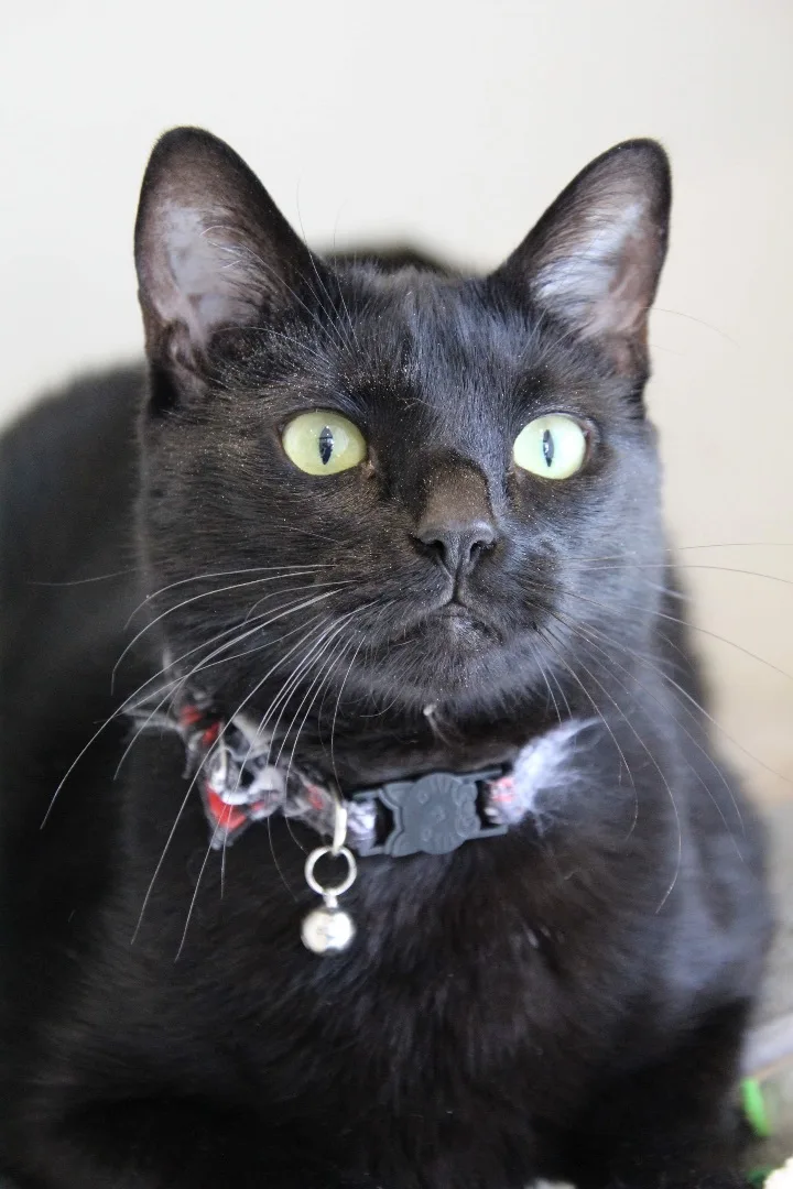 A senior large-sized male Domestic Short Hair cat named Russellstover for adoption in Sterling, VA
