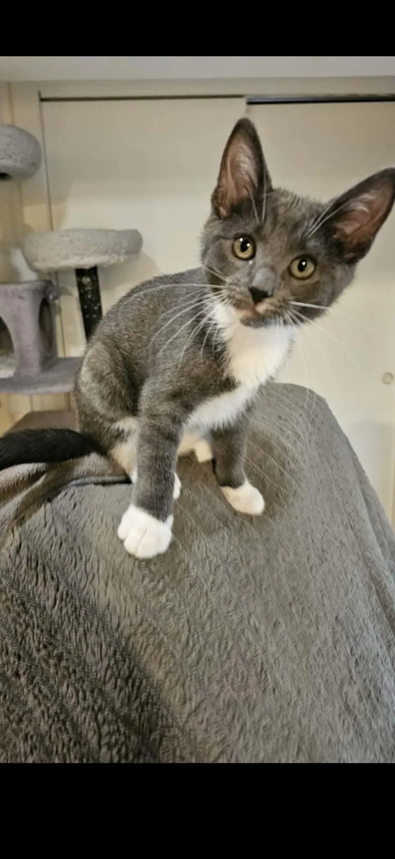 A baby medium-sized female Tabby (Gray / Blue / Silver) Domestic Short Hair cat named Perla for adoption in Omaha, NE