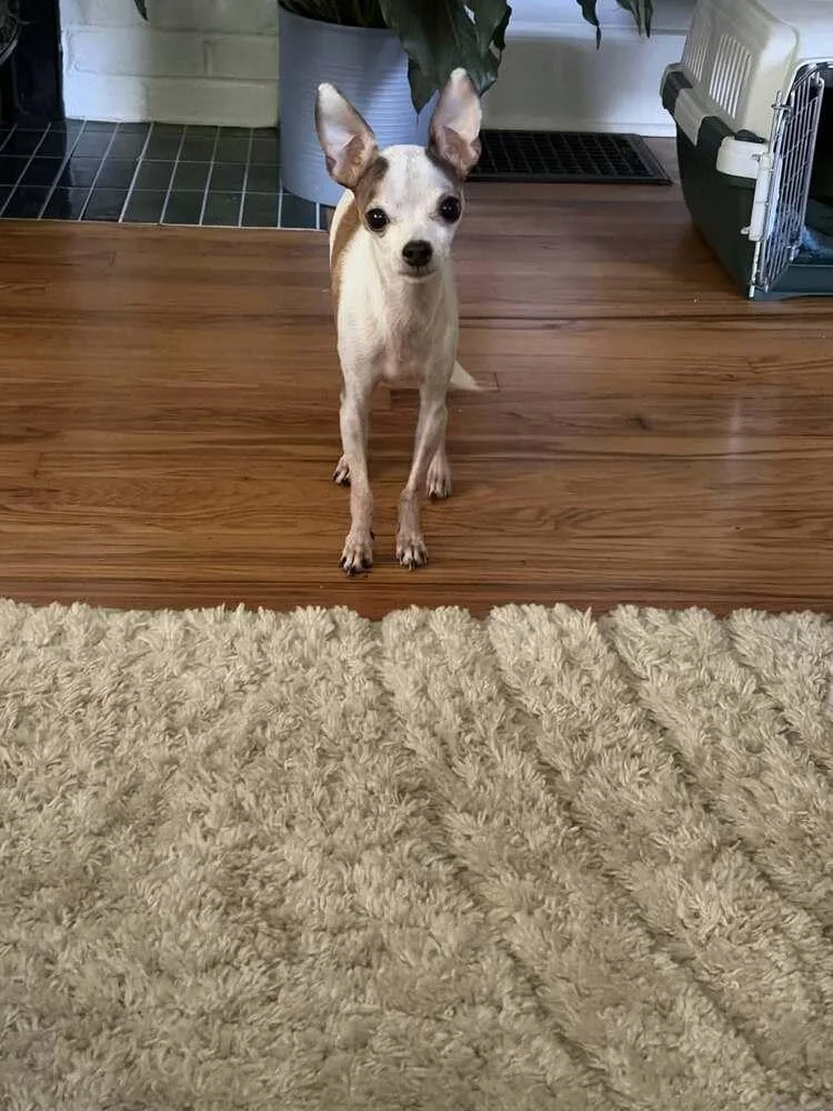 A senior medium-sized female Chihuahua dog named Little Sister for adoption in Candler, NC
