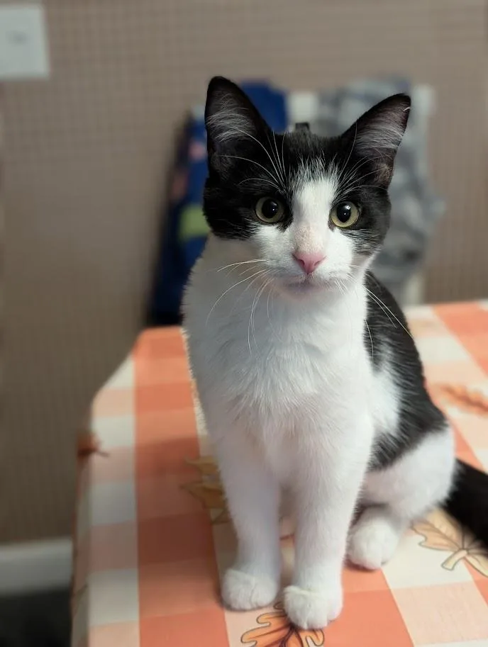 Miss Iris thumbnail 2