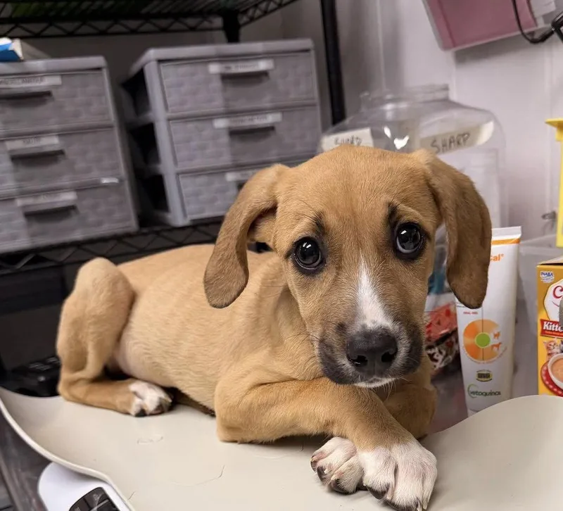 A young medium-sized female Hound dog named Ruby for adoption in Sanford, NC