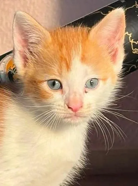 A baby small-sized male Domestic Short Hair cat named Thimble for adoption in Olean, NY