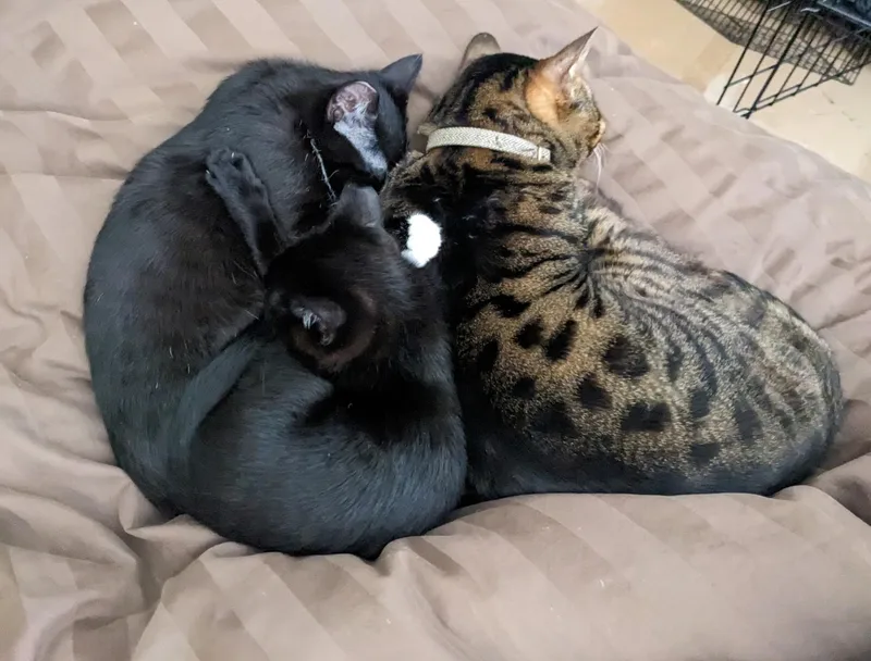 Blackberry And Chia  thumbnail 2