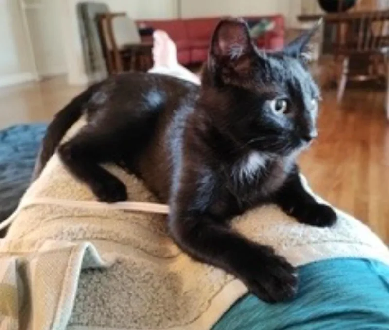 Blackberry And Chia  thumbnail 3