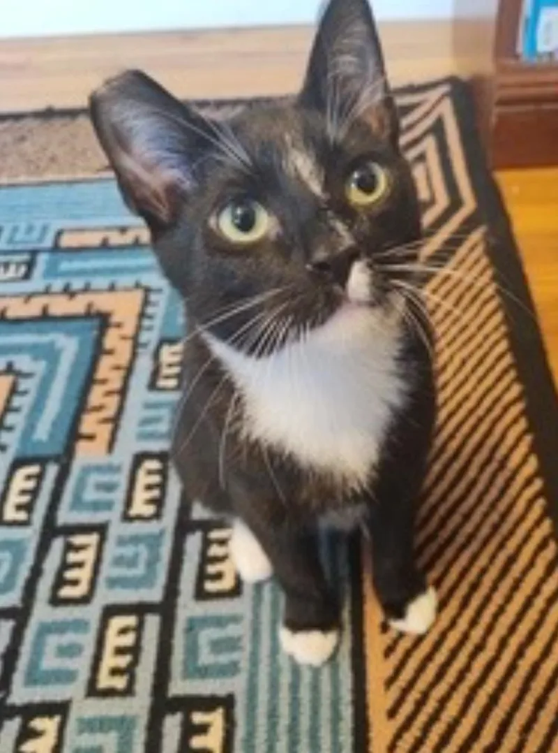 Blackberry And Chia  thumbnail 4