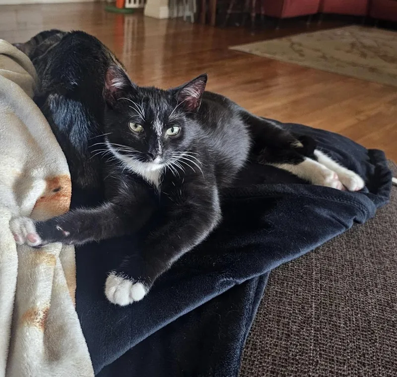 Blackberry And Chia  thumbnail 6