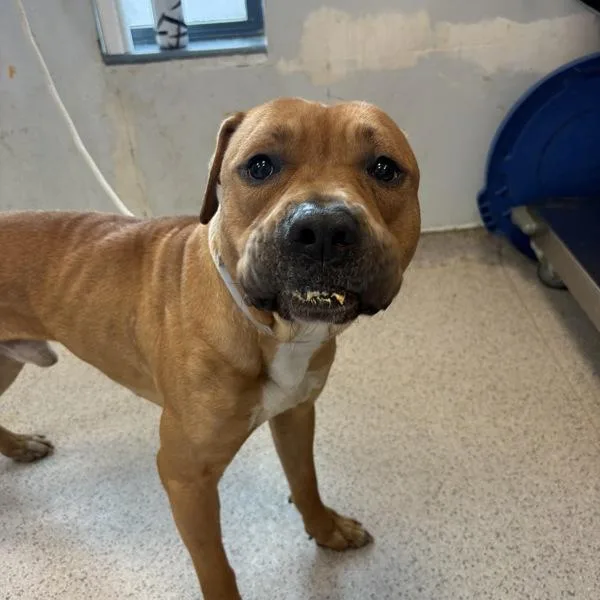 An adult medium-sized male Mixed Breed dog named James for adoption in New York, NY