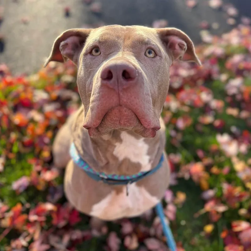 A young large-sized female Terrier dog named Honeybun for adoption in North Syracuse, NY