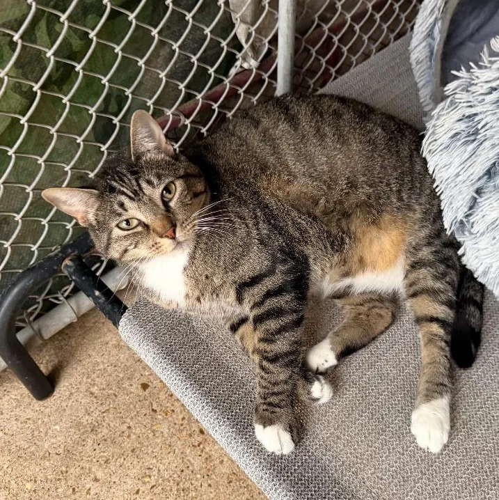 An adult large-sized female Tabby (Gray / Blue / Silver) Domestic Short Hair cat named Monica for adoption in Alexandria, LA