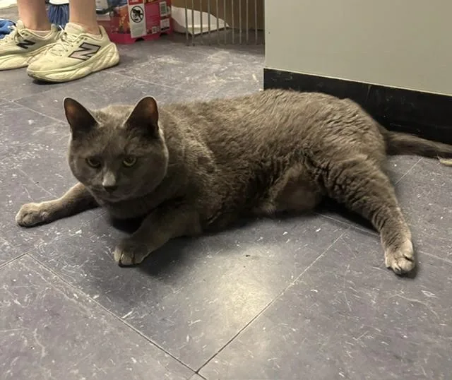 An adult medium-sized male Domestic Short Hair cat named Luke for adoption in Plainville, MA