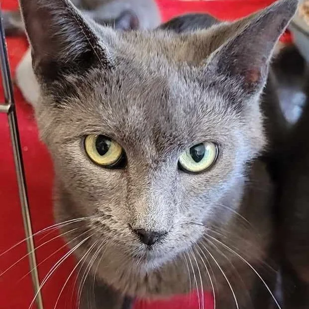 A young medium-sized female Gray / Blue / Silver Domestic Short Hair cat named Hazel for adoption in Robinson, IL