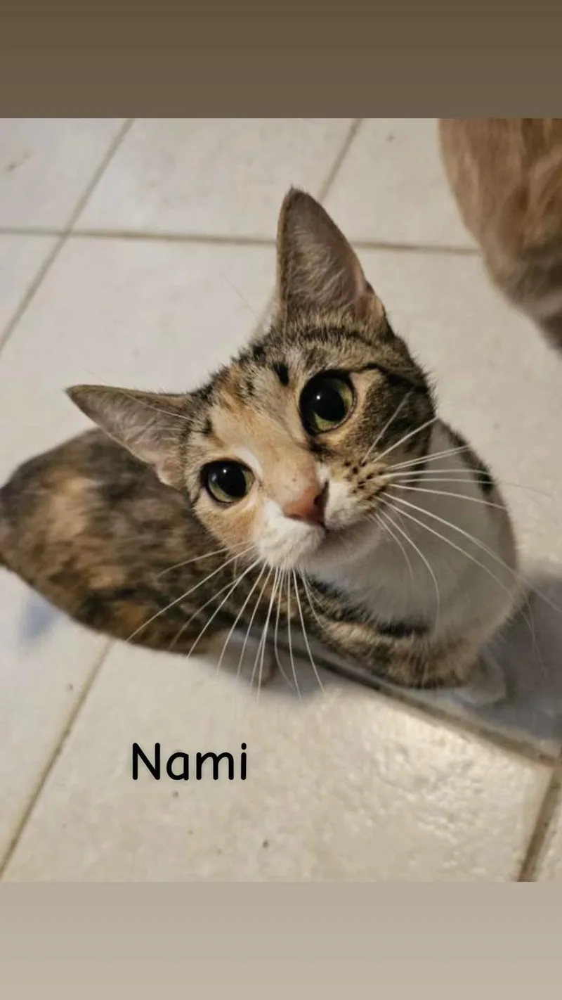 Nami thumbnail 4
