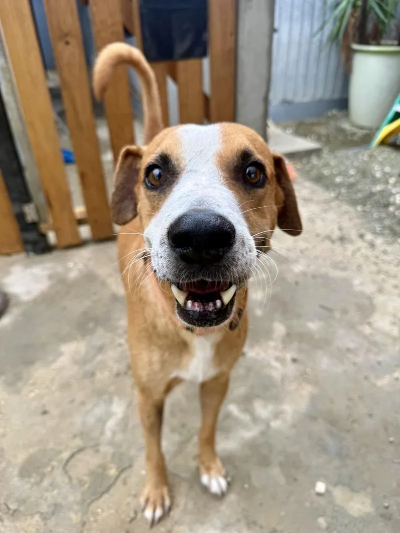 An adult medium-sized male Bicolor Hound dog named Finn for adoption in Elgin, IL