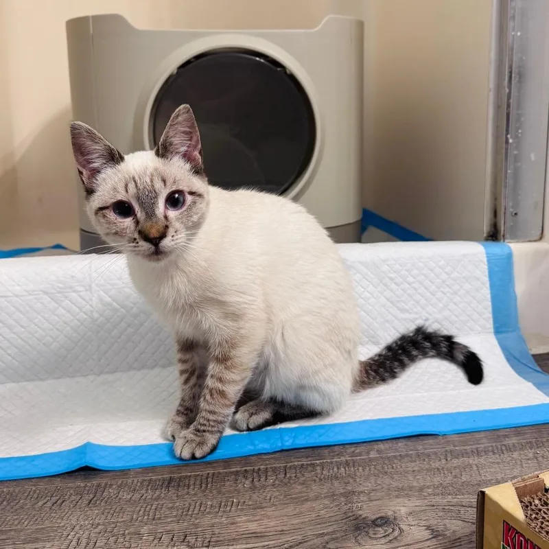 A young medium-sized female Domestic Short Hair cat named Xena for adoption in Allyn, WA