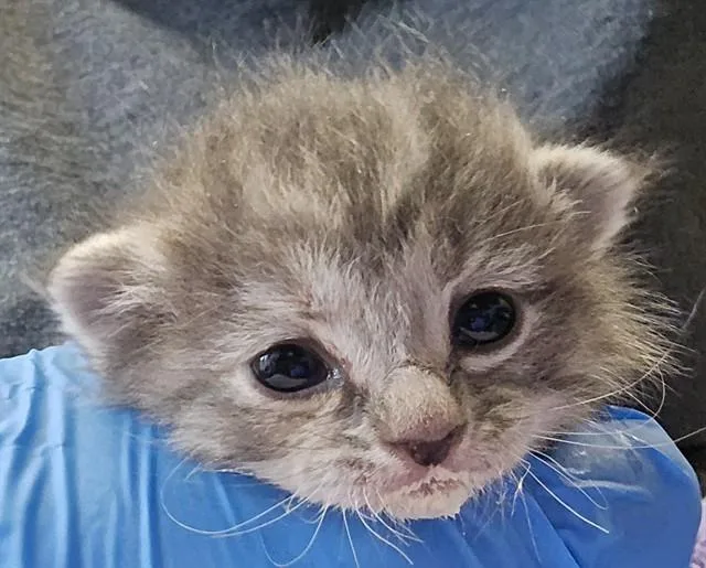 A baby small-sized female Domestic Medium Hair cat named Olive for adoption in Tucson, AZ