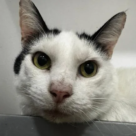 A senior large-sized male White Domestic Short Hair cat named Rill for adoption in Defiance, OH