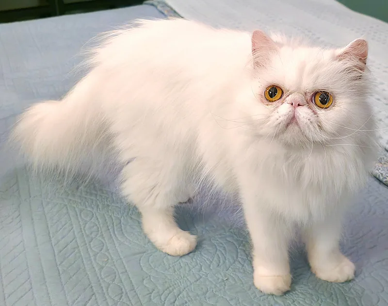 A young medium-sized female White Persian cat named Celestine for adoption in Converse, TX