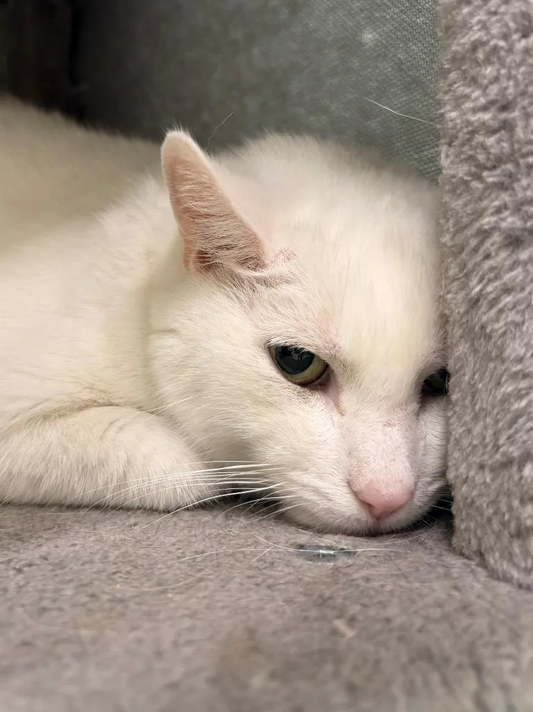 A senior medium-sized male Domestic Short Hair cat named Charlie for adoption in Fall River, MA