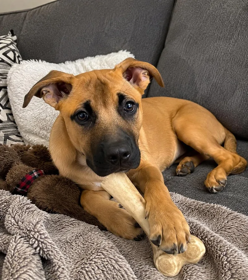 A baby large-sized male Belgian Shepherd / Malinois dog named Dudley for adoption in Luttrell, TN