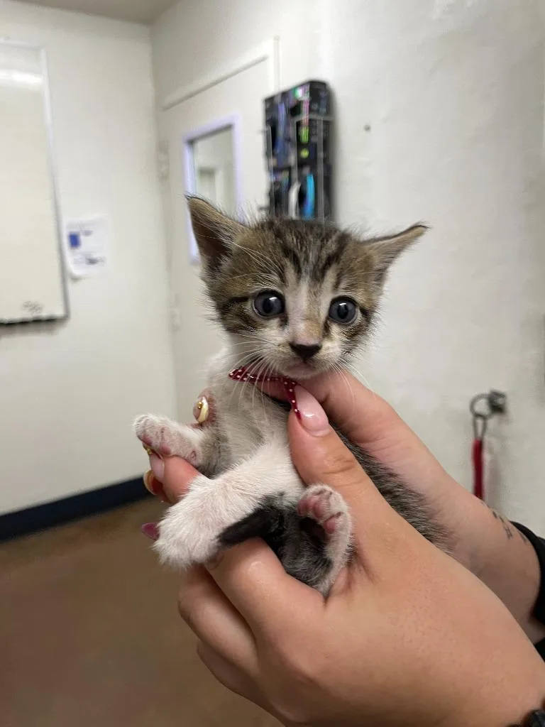 A baby medium-sized male Domestic Short Hair cat named Doc for adoption in Chico, CA