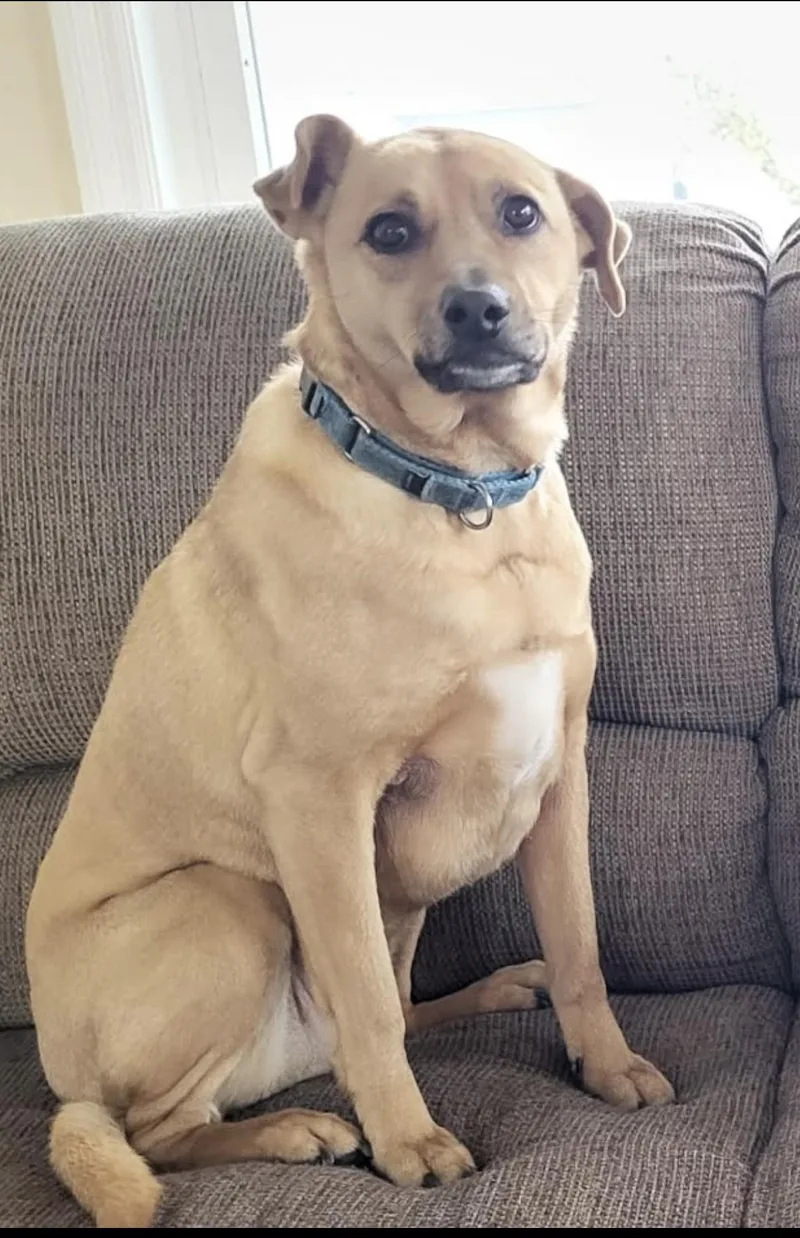 A young medium-sized female Golden Chocolate Labrador Retriever dog named Kiki for adoption in Harrison, NY