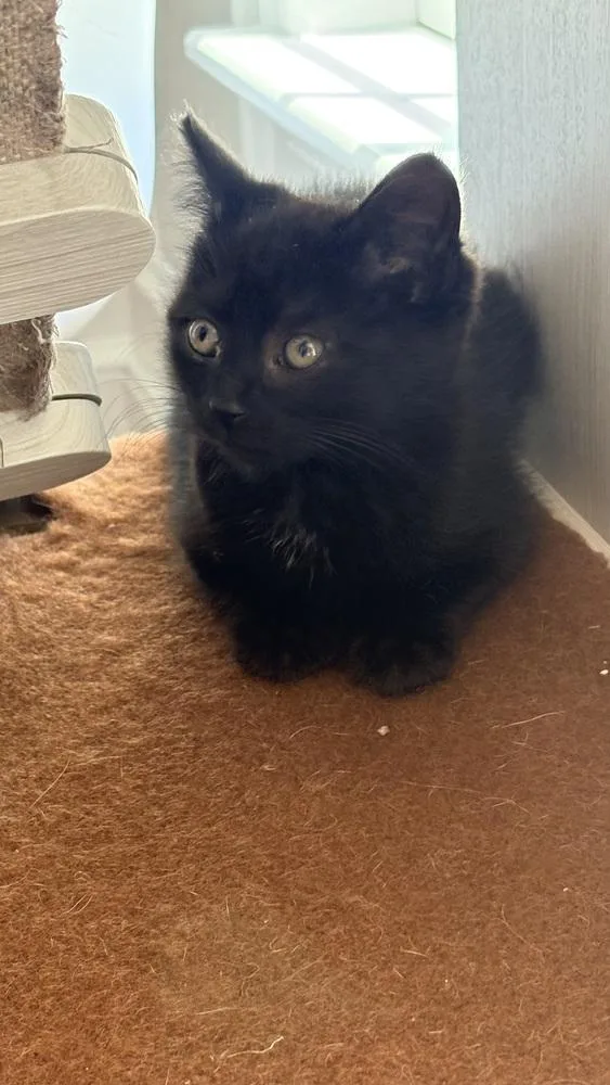 A baby small-sized female Black Domestic Short Hair cat named Crumpet for adoption in Martinsburg, WV