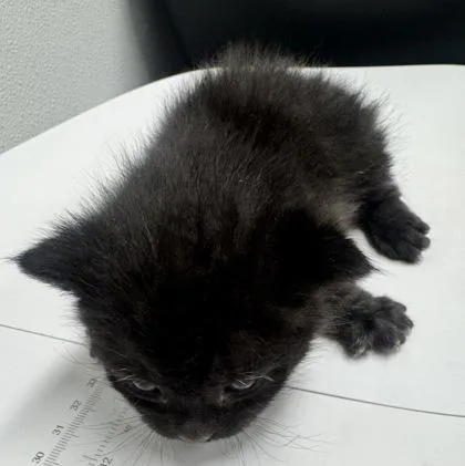 A baby small-sized female Domestic Short Hair cat named Claire Bear Fka Baby for adoption in West Chester, PA