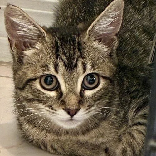 A young small-sized female Tabby (Gray / Blue / Silver) Domestic Short Hair cat named Olive for adoption in Tampa, FL