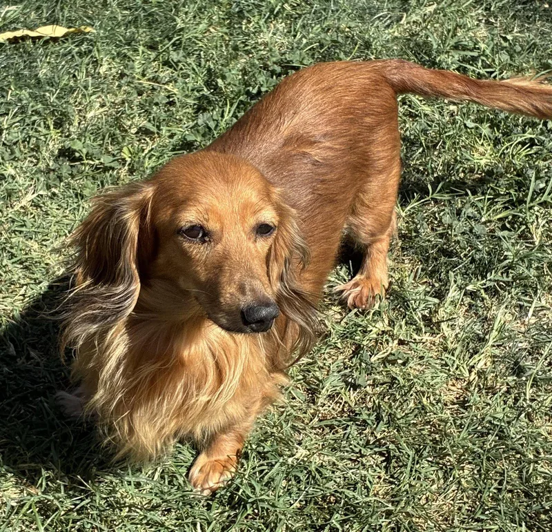 An adult small-sized female Dachshund dog named Annabelle for adoption in Hesperia, CA