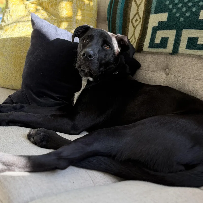 A young medium-sized male Mixed Breed dog named Ollie  Located In for adoption in Berwick, ME