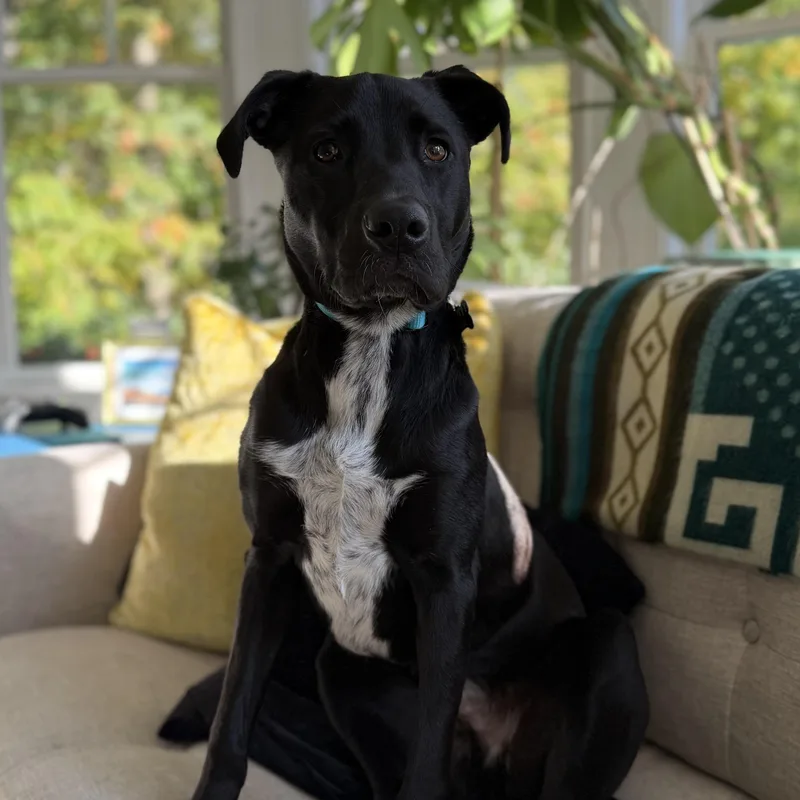 Ollie  Located In thumbnail 4